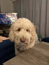 Black white dog running loose