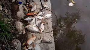 Ribuan ikan air tawar pelbagai jenis didapati mati dan terdampar di tepi sungai dipercayai akibat pencemaran air di sungai damansara, berdekatan kolej universiti msu, seksyen 13, shah alam, selangor. Puluhan Ikan Ditemukan Mati Di Sungai Deli Diduga Akibat Limbah Pabrik Bagian 1