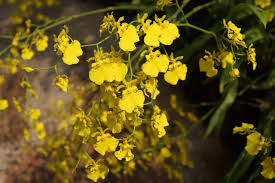 花百花