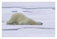 Polar bears clean themselves with snow instead of water in Winter ...