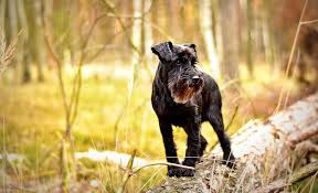 Check spelling or type a new query. 20 Schnauzer Mixed Breeds Bearded Four Legged Buddies