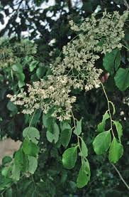 Image result for Dalbergia sissoo