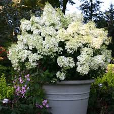 Image result for Basella paniculata