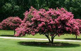 With more than 800,000 unique donors, #teamtrees raised more than $21m before january 1, 2020. Flowering Trees Howstuffworks