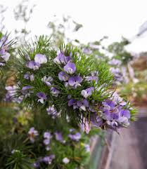 Image result for Psoralea