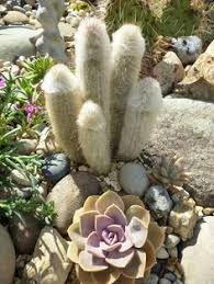 Those are such gorgeous landscape photos. 19 Succulent Phallus Ideas Cactus Cacti And Succulents Plants
