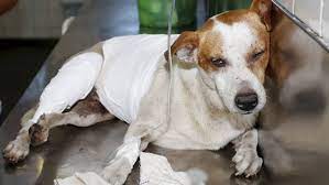 Tuttle occasionally in mixed martial arts, failed weight cuts can alter a title fight. Cachorro Baleado No Jacarezinho Finalmente Consegue Atendimento Apos Quase 20 Horas Casos De Policia Extra Online