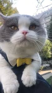 Https Www Facebook Com Dougmarkproductions Cute Cats And Kittens Cute Cats Cute Animals