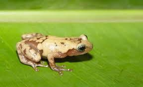 En solo cinco décadas pueden desaparecer una de cada tres especies de  animales y plantas
