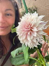 Buy Cafe Au Lait Dinnerplate Dahlia (1 Tuber) I Blue Buddha Farm Online in  India