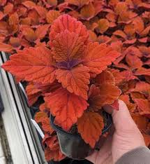 Image result for Coleus autranii
