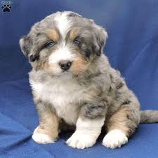 Adopt a purebred bernedoodle puppy today! Max Mini Bernedoodle Puppy For Sale In Ohio Bernedoodle Puppy Bernedoodle Mini Bernedoodle