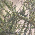 Image result for Boscia foetida