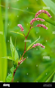 Image result for Persicaria lapathifolia