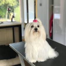 Au boudoir de Maolia