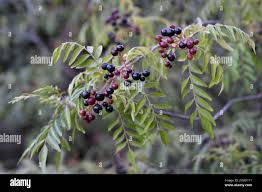 Image result for Clausena anisata