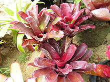 This is answered comprehensively here. Bromeliaceae Wikipedia