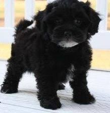 Black Bichon Frise Puppy Shichon Zuchon Top10 Puppies Puppies Cute Animals Animals