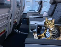 It is found on cat island. My Cat Successfully Lands A Plane Onto Aircraft Carrier Plus Some Actual Legit Stuff Airlinereporter Airlinereporter