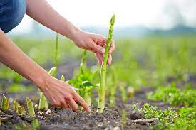 Maybe you would like to learn more about one of these? How To Know When Asparagus Is Ready To Pick