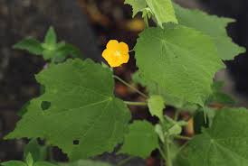 Image result for Pavonia burchellii