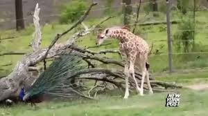 Zurafa Yavrusu Tavus Kusunu Bitki Sanarsa Allah Inyaratma Daki Sanat I Subhanallah Yarattiklarini Gorup Durur Zurafa Yavrusu Zurafa Komik Hayvanlar