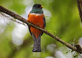 Black Bird With Orange Belly Orange Bellied Trogon Trogon Aurantiventris By Vil Sandi Belly Beautiful Birds Bird Species
