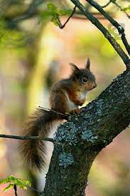 Pin By Heleen Brommer On Keri Cute Animals Animals Beautiful Animals Wild