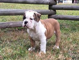 While they are healthy, active, and agile, their body type. Olde English Bulldog Puppies For Sale