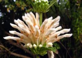 Image result for Pycnostachys reticulata