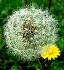Dandelion Herbal Malaysia