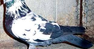 pin on pigeon