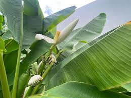 Image result for Musa ornata