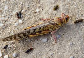 Swarms Of Locusts Forced Somalia To Declare A National Emergency Skin Crawling Photos Show How Menacing Their Plagues Can Be In 2020 Plague Locust Africa