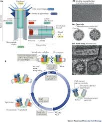 In animal cell cycle centriole duplicates during. Once And Only Once Mechanisms Of Centriole Duplication And Their Deregulation In Disease Nature Reviews Molecular Cell Biology