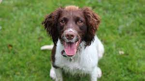 Learn more about duality english springer spaniels in minnesota. English Springer Spaniel Price Temperament Life Span