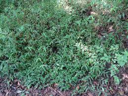 Image result for Pseudechinolaena polystachya