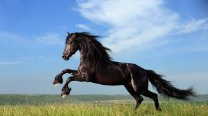 Wallpaper 4k Horse Jump 4k Animals Wallpapers Black Wallpapers Horse Wallpapers Jump Wallpapers Here are only the best mustang 4k wallpapers. wallpaper 4k horse jump 4k animals