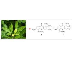 Image result for Toddaliopsis