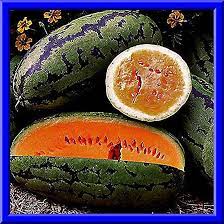 Amazon｜種子：オランジェロスイカの種！おいしいフルーツ！櫛。 S/H！マイStore-レア種子を参照してください！｜アートワーク・ポスター  オンライン通販