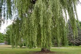 Under the umbrella tree is a canadian children's television series created by noreen young that originally aired on cbc from 1986 to 1993. 19 Best Types Of Weeping Trees