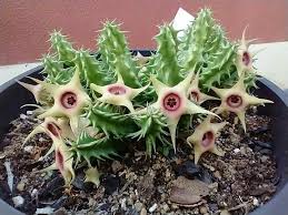 Image result for Huernia verekeri