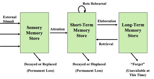 Chapter 7 Memory The Atkinson Shiffrin Model Diagram Quizlet