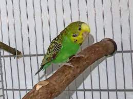 Intuitiv scheint ein ruhiges zimmer ideal. Tiere Der Woche In Wunstorf Sind Diverse Vogel