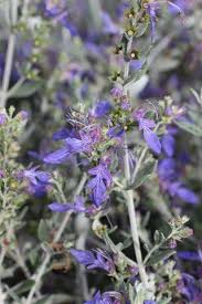 Image result for Thesium germainii