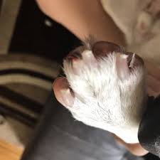 Thank you puppy heaven i am overjoyed that i get to kiss this sweet little face everyday! Ny Puppy Club 91 Photos 76 Reviews Pet Groomers 149 05 Northern Blvd Murray Hill Flushing Ny Phone Number Closed Yelp