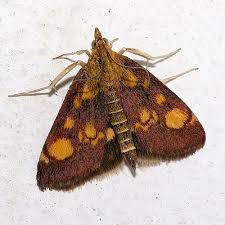 Image result for Pyrausta cingulata
