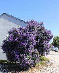 Lycianthes Rantonnei Blue Potato Bush Paraguay Nightshade Not Sure If If The Wind Will Let It Get This Big On The Back Fence Plants Bush Planting Flowers