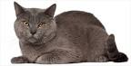 Chartreux kittens - We breed, show and sell Chanson Bleu ...