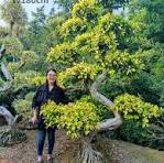 Ficus Microcarpa Ficus S Shape Middle Size Ficus Bonsai ...